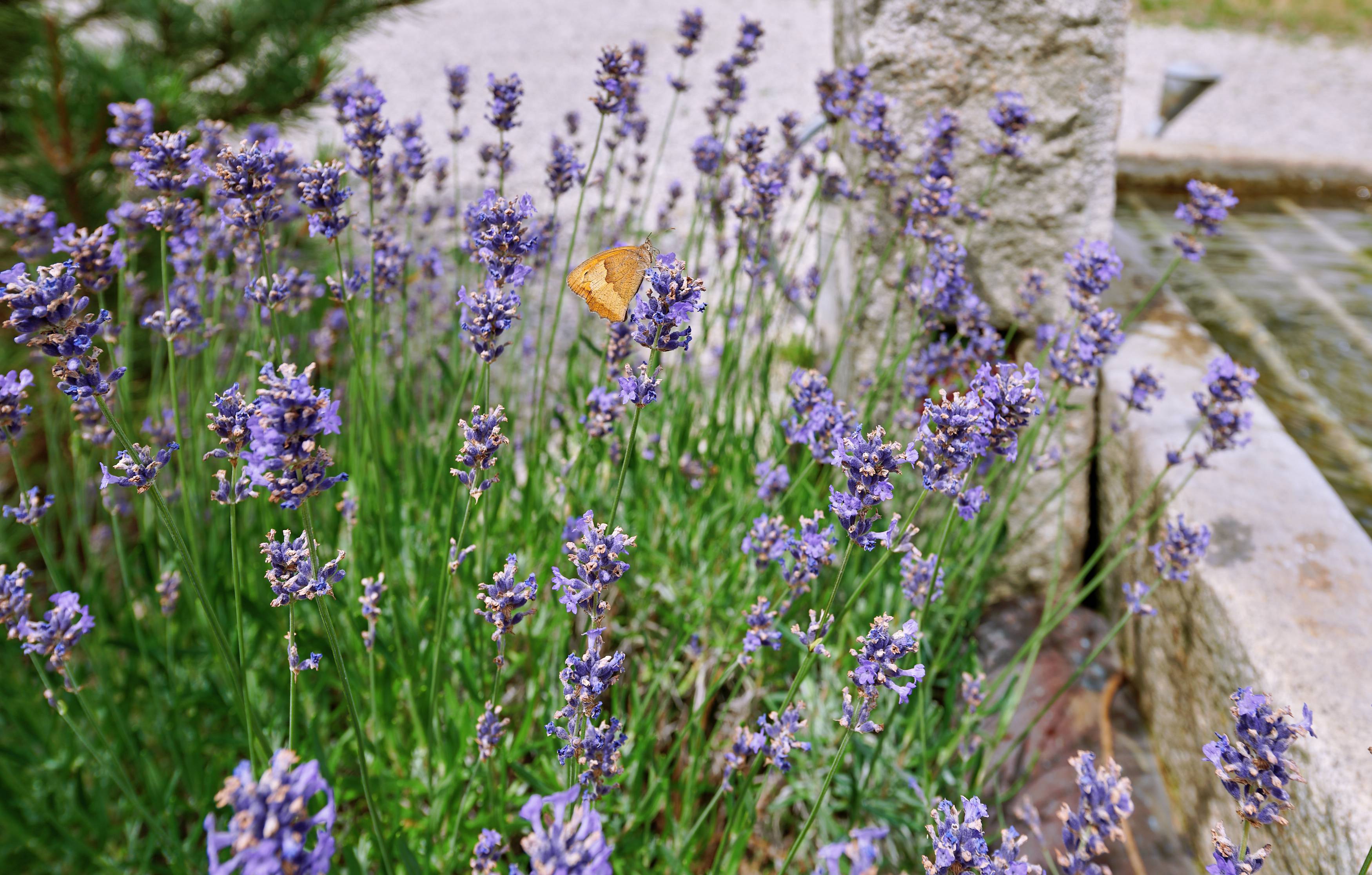 Schmetterling sitzt auf Blumen