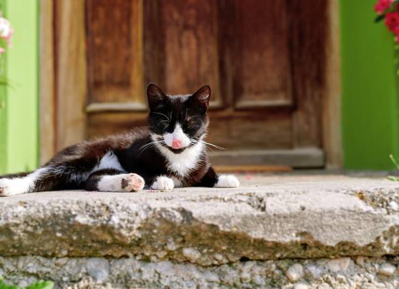 Schwarzweiße Katze liegt vor der Eingangstür