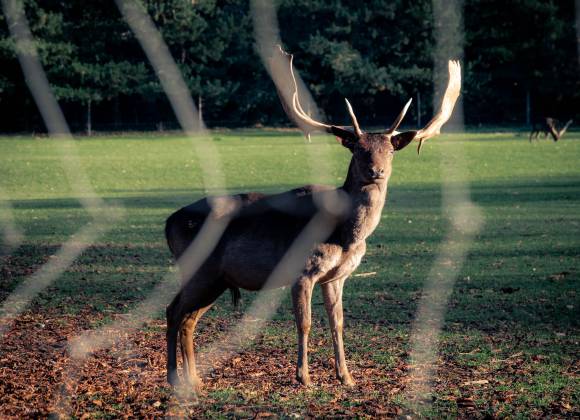 Wildpark Oberreith