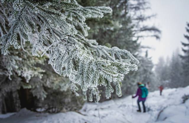 Menschen beim Winterwandern im Chiemgauer Wald