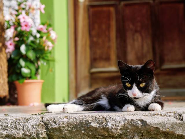 Eine Schwarz-Weiße Katze liegt auf der Steintreppe