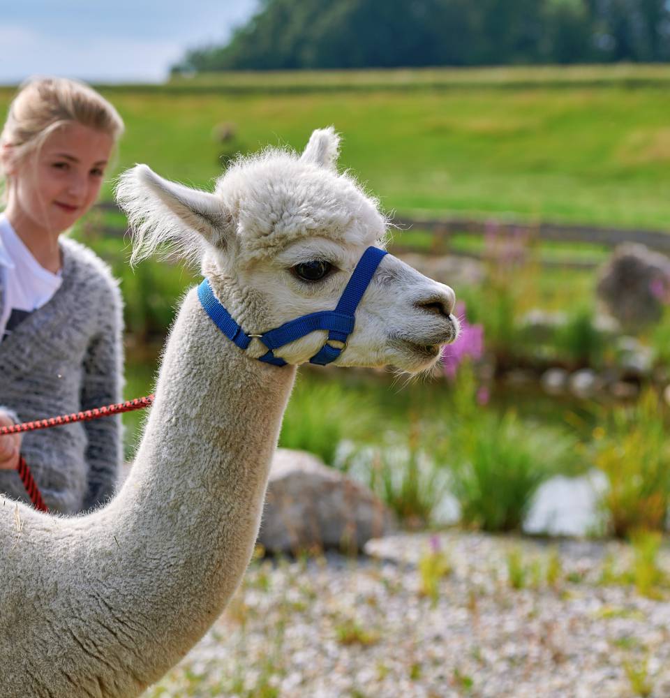 Mädchen geht mit einem Alpaka spazieren